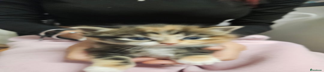 Domestic Shorthair Kitten 3