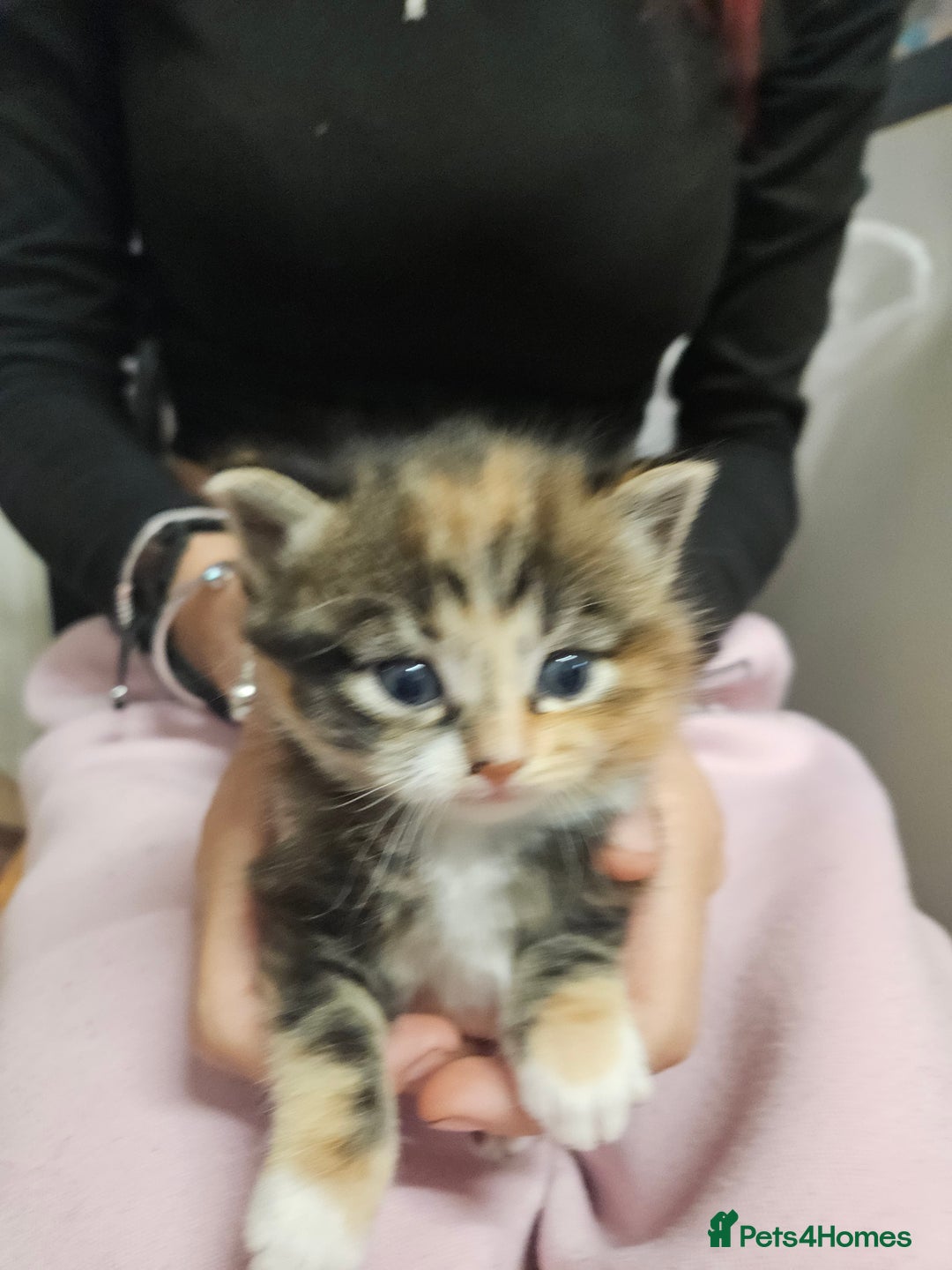 Domestic Shorthair cats for sale: Kittens for sale - Image 1