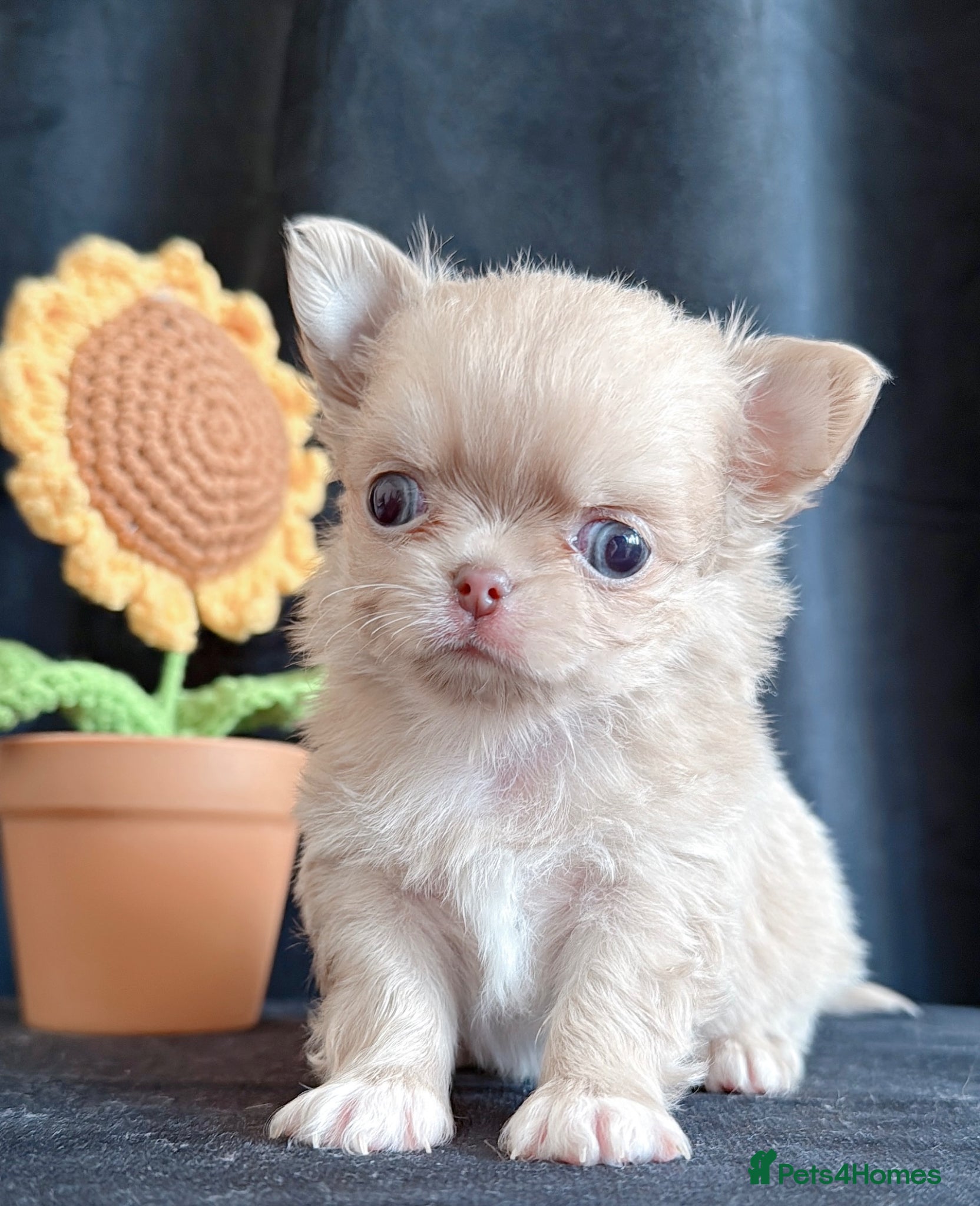 Chihuahua dogs Long haired chihuahuas  - Advert 8