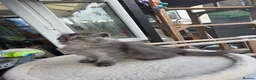 British Longhair cats for sale: British longhair mix fluffy kittens  - Advert 14