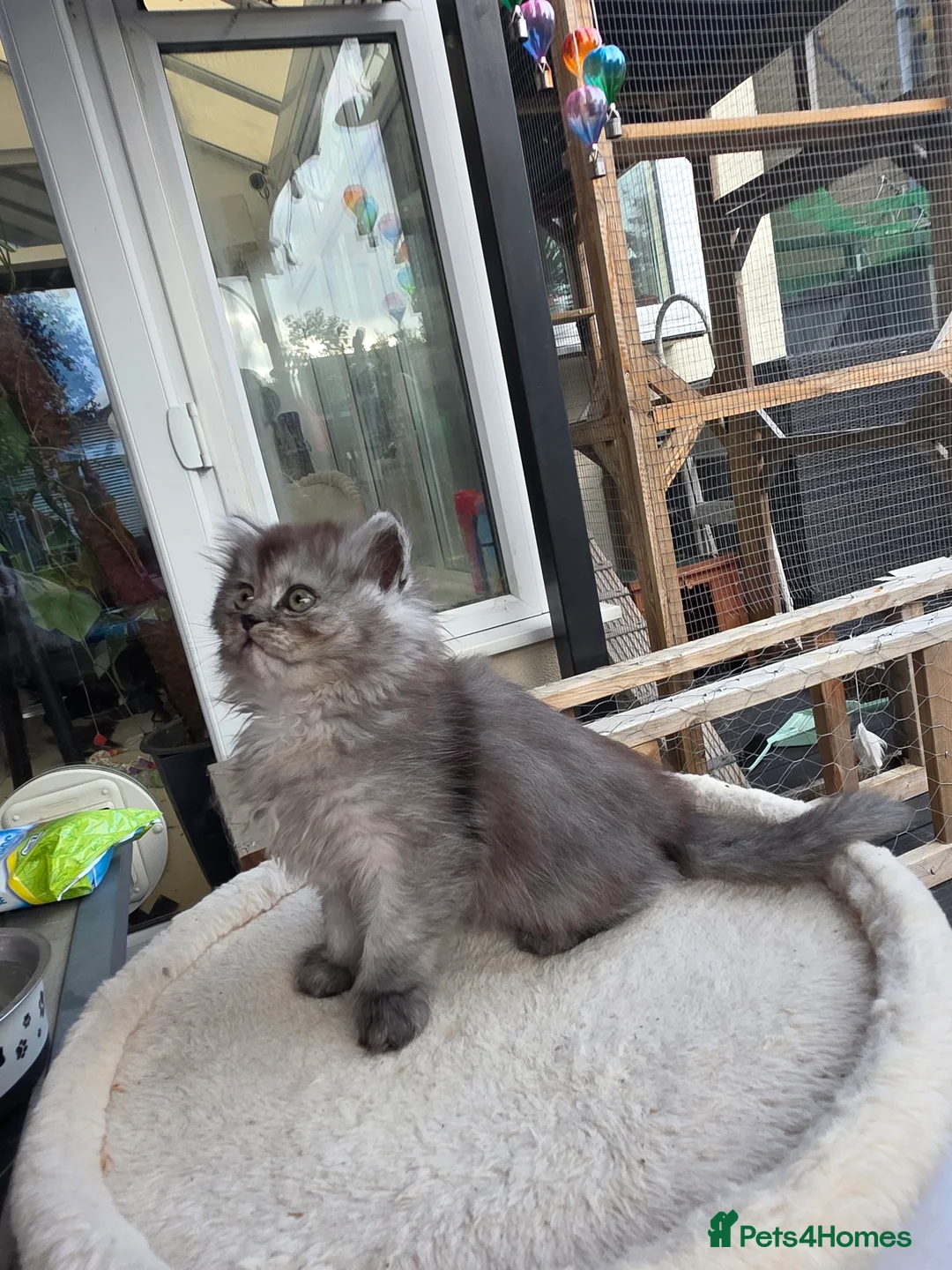 British Longhair cats for sale: British longhair mix fluffy kittens  - Advert 14