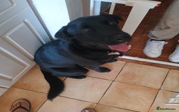 Mixed Breed dogs for sale: Gorgeous Boy - Image 1