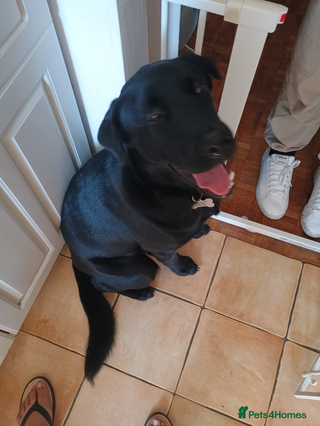 Mixed Breed dogs for sale: Gorgeous Boy - Image 1