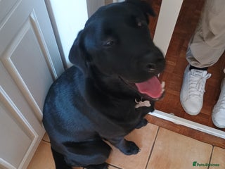 Mixed Breed dogs - Advert 1