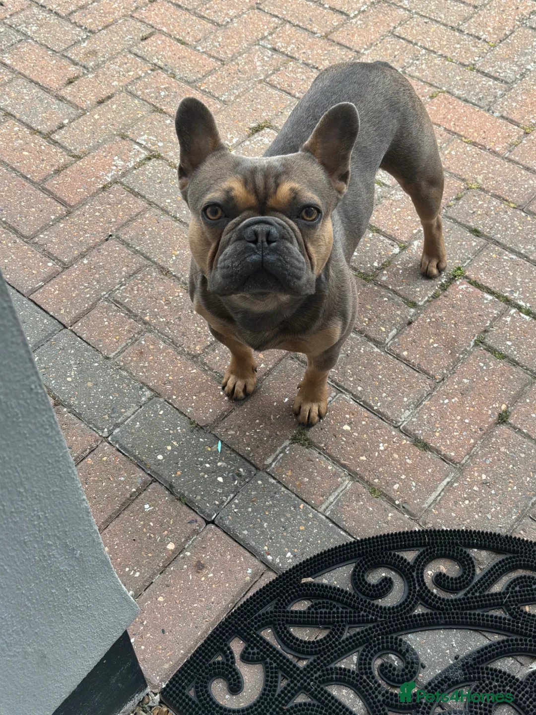 French Bulldog dogs for stud: Beautiful Bertie ready for stud - Advert 2
