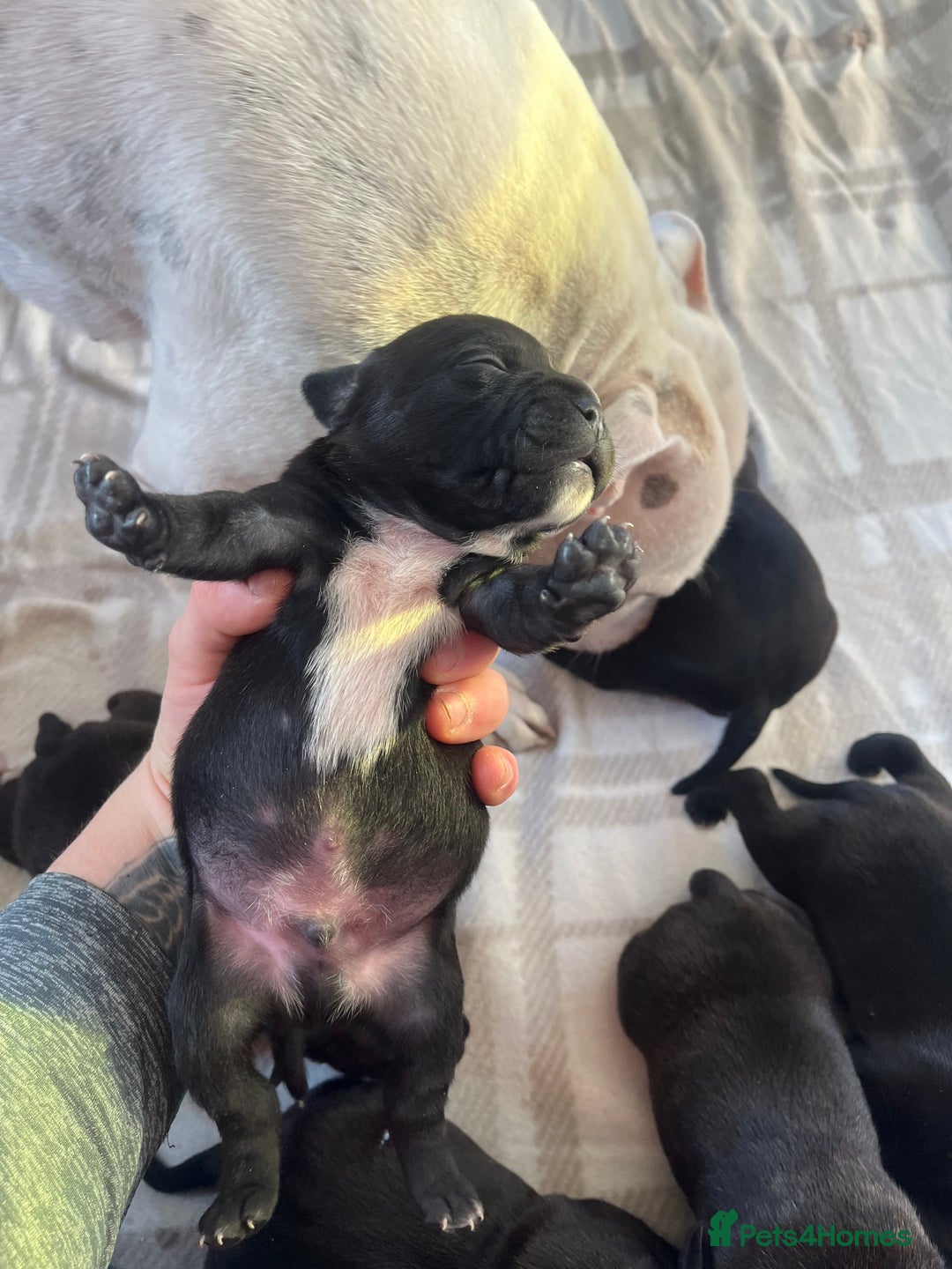 Staffordshire Bull Terrier dogs for sale: Champion bloodline 🏆 kc registered staffy pups  - Advert 5