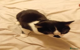 British Shorthair cats for sale: Good home wanted  - Image 1
