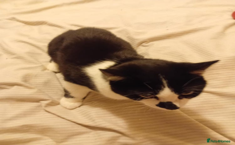 British Shorthair cats for sale - Advert 1