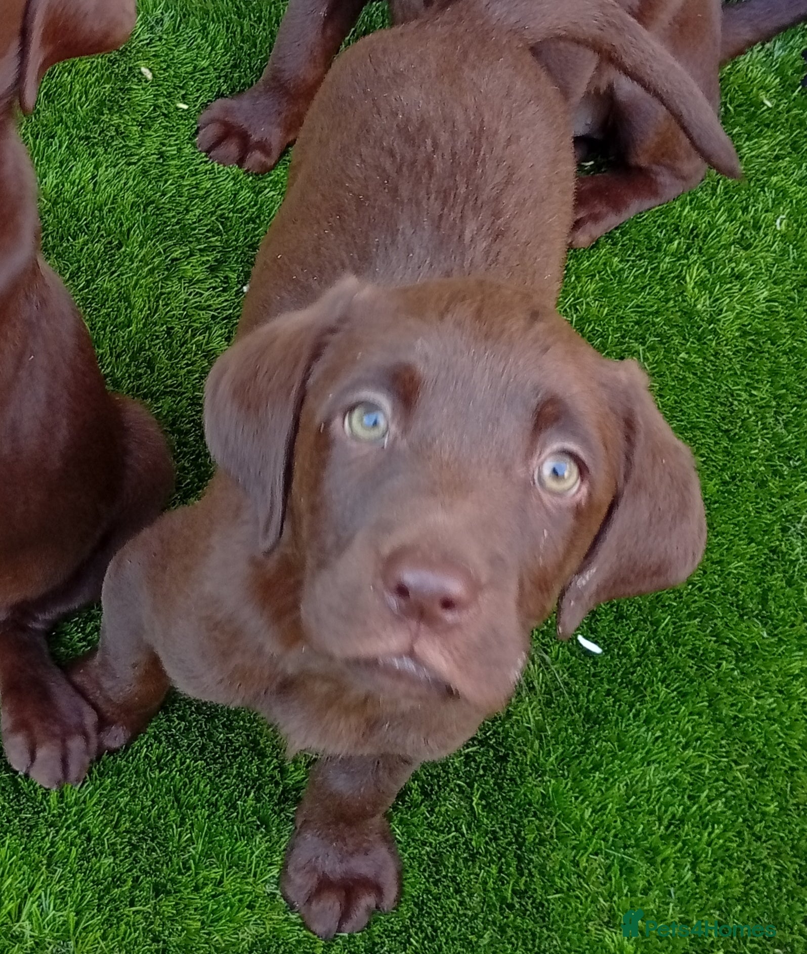Labrador Retriever dogs Beautiful KC registered puppies  - Advert 2