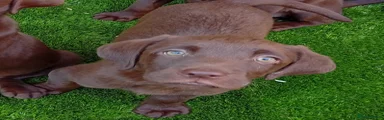 Labrador Retriever 5 green collar 