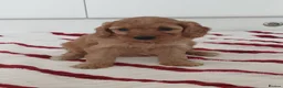 Cockapoo dogs for sale: Toy PRA Clear cockapoo puppies  - Advert 2