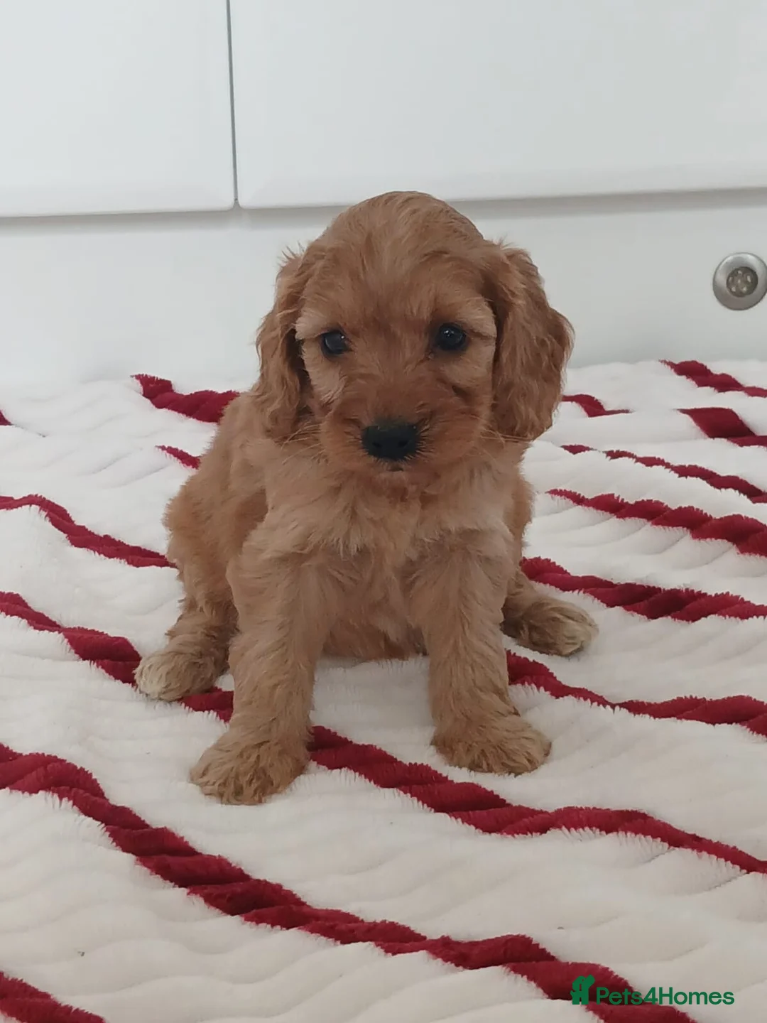 Cockapoo dogs for sale: Toy PRA Clear cockapoo puppies  - Advert 2