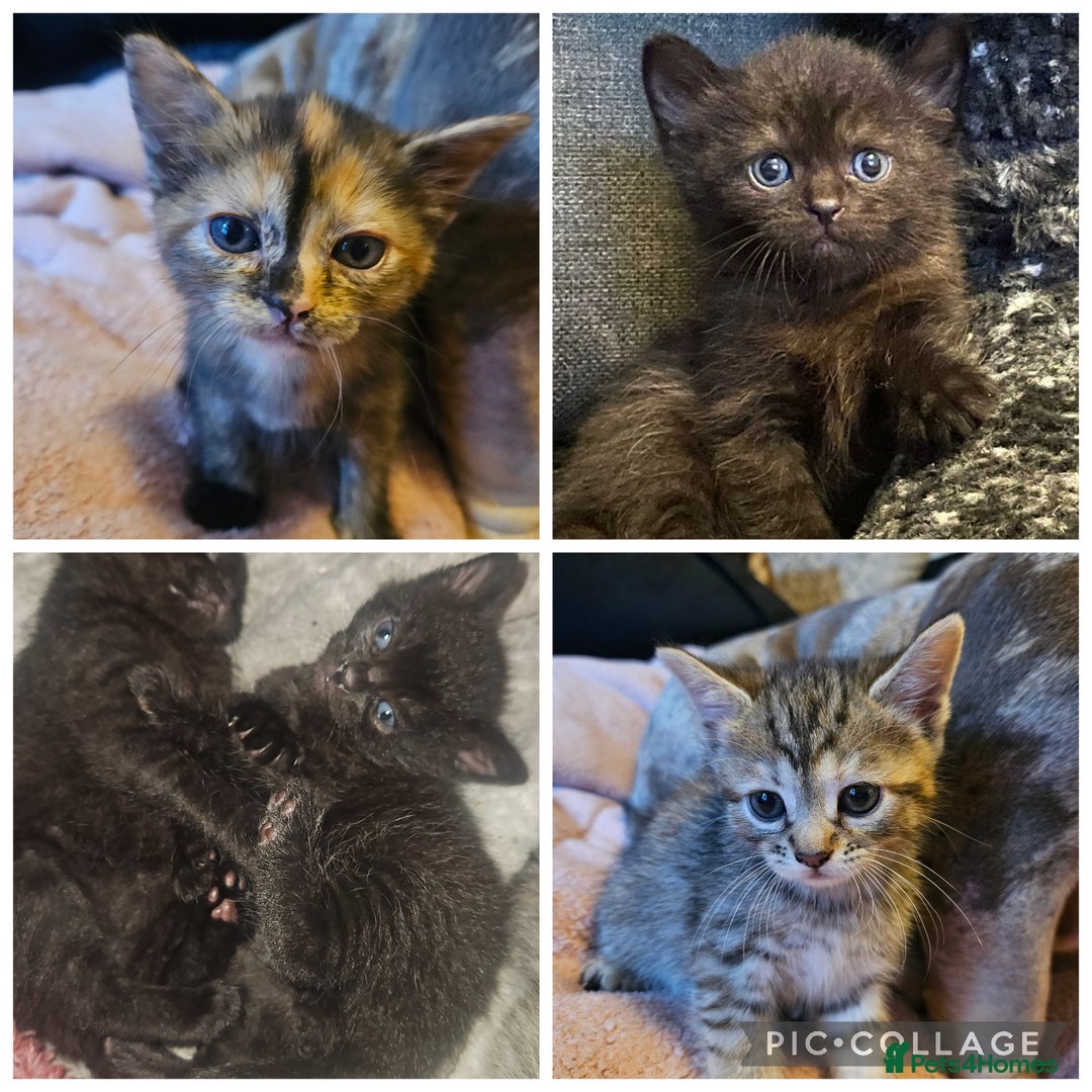 Mixed Breed cats for sale: Mixed breed kittens, mum half bengal - Advert 1