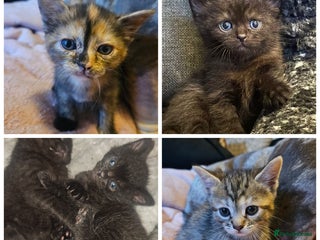 Mixed Breed cats Mixed breed kittens, mum half bengal - Advert 1