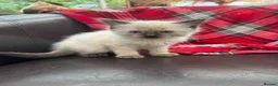 Ragdoll cats for sale: Ragdoll kittens  - Advert 2