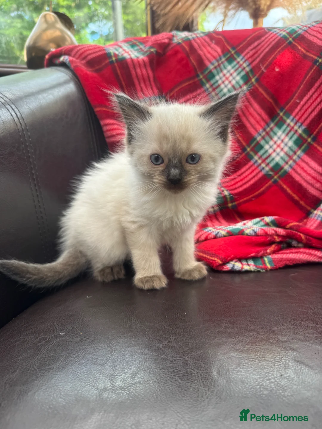 Ragdoll cats for sale: Ragdoll kittens  - Advert 2