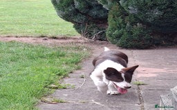 Border Collie dogs for sale: Red and White border collie bitch puppies  - Image 13