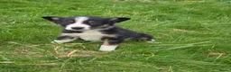 Border Collie dogs for sale: Tri coloured, Border Collie Pups - Advert 6