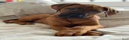 Rhodesian Ridgeback dogs for stud: Proven KC Reg Fully Health Tested RR for Stud in Bolton - Advert 15