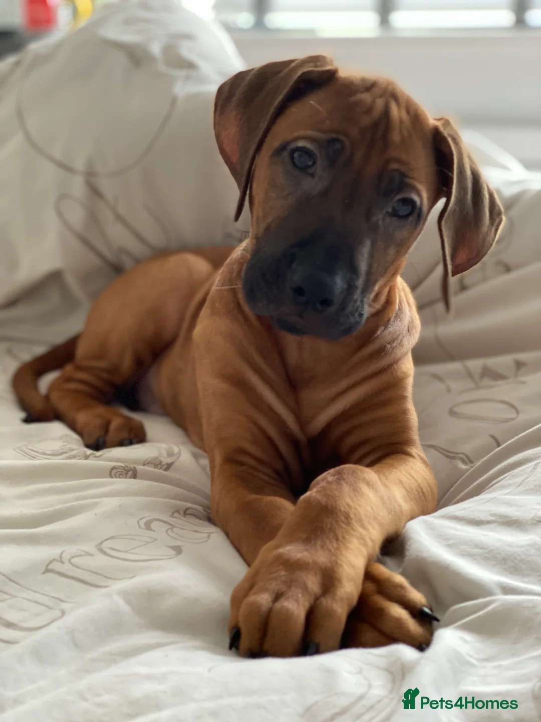 Rhodesian Ridgeback dogs for stud: Proven KC Reg Fully Health Tested RR for Stud in Bolton - Advert 15