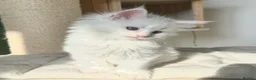 Maine Coon cats for sale: Polydactyl Maine coon kittens  - Advert 16