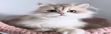 Gorgeous British Longhair Baby Boy 