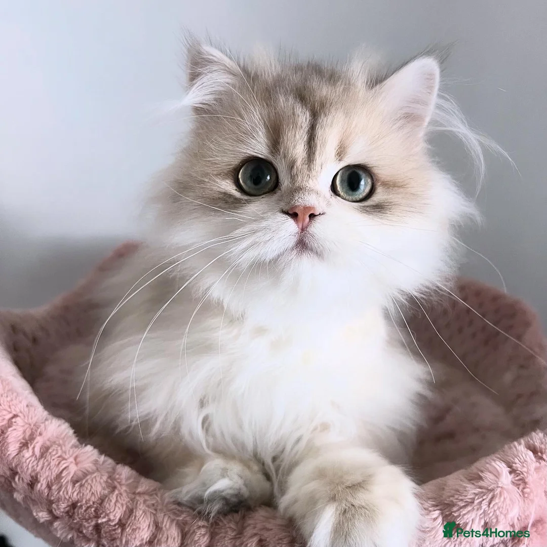 British Longhair cats for sale: Gorgeous Blue Golden British Shorthair  in Worksop - Advert 2
