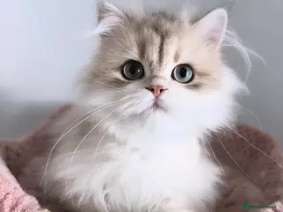 British Longhair cats Gorgeous Blue Golden British Shorthair - Advert 1