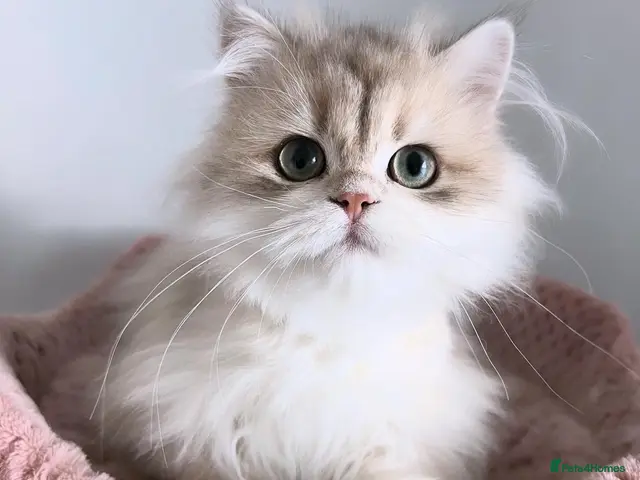 British Longhair cats for sale: Gorgeous Blue Golden British Shorthair - Advert 1