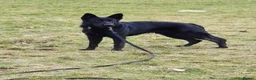 German Shepherd dogs for sale: German shepherd puppies  in Kilmarnock - Advert 13