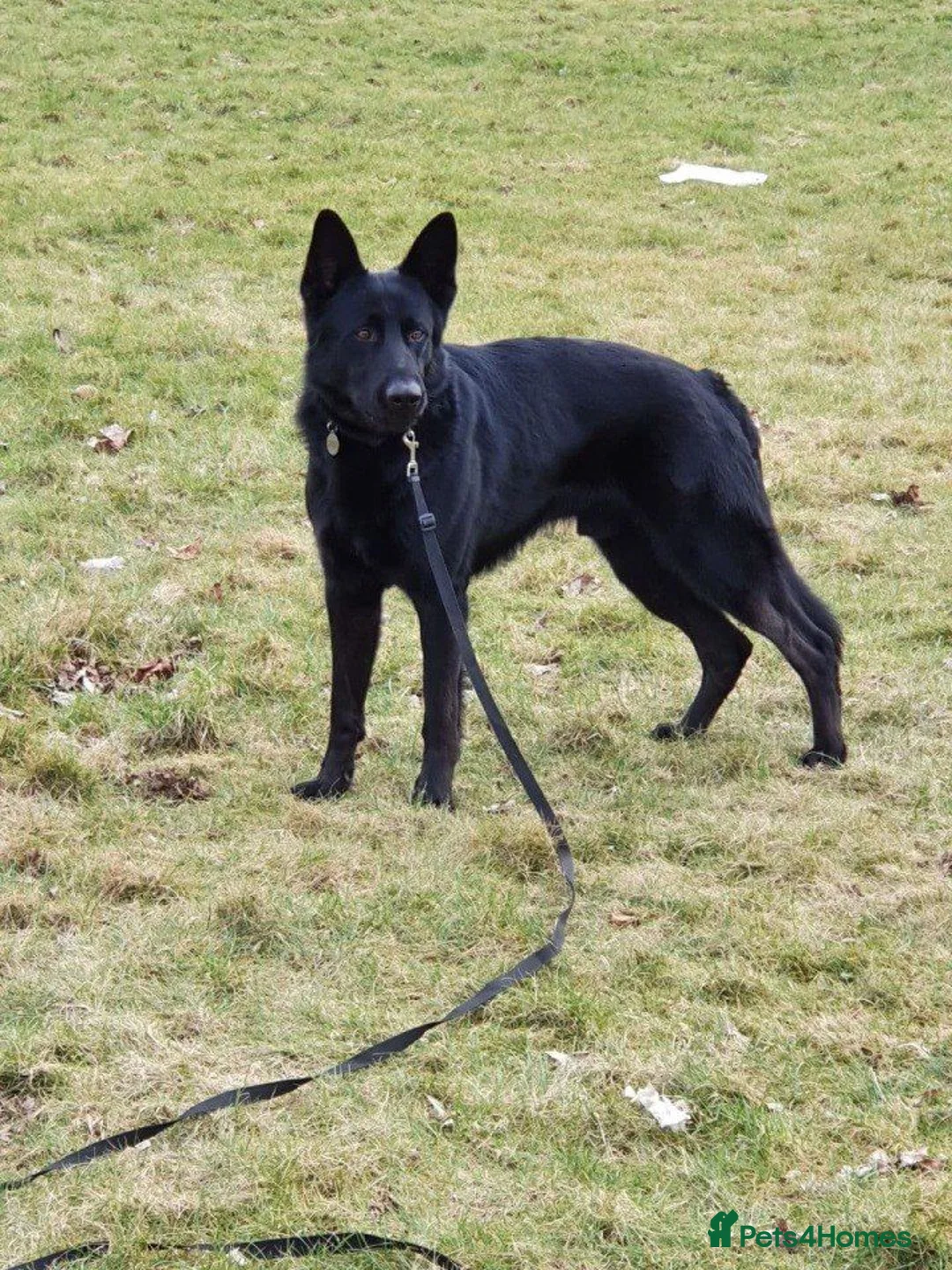 German Shepherd dogs for sale: German shepherd puppies  in Kilmarnock - Advert 13