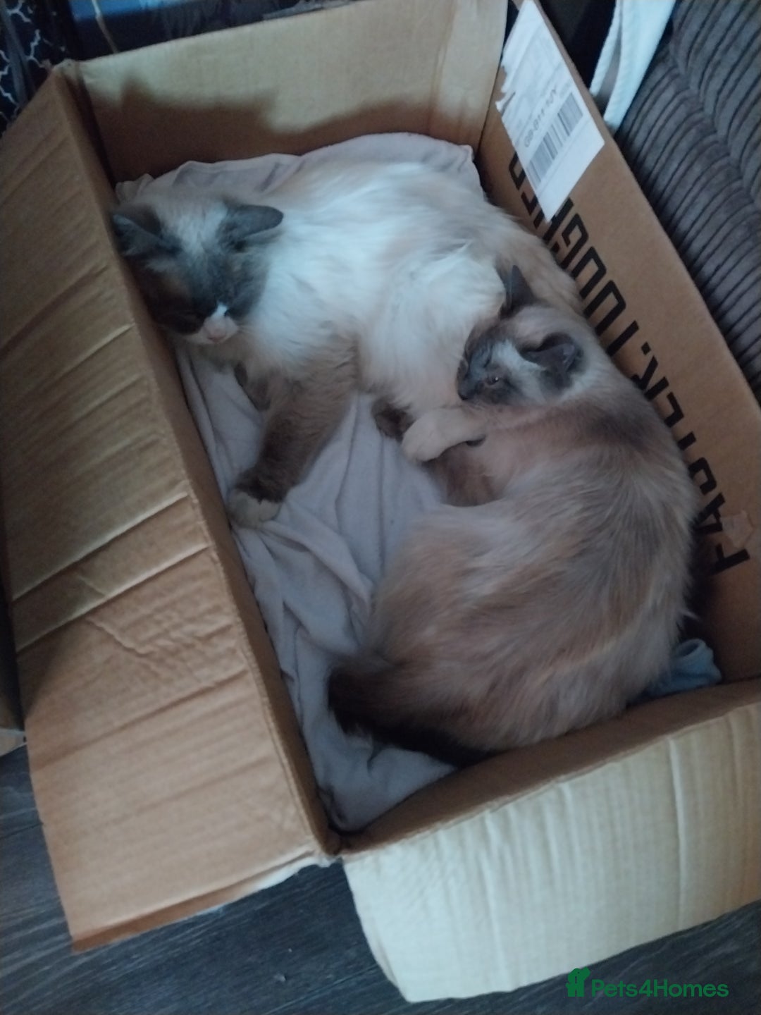Ragdoll cats for sale: Male bluepoint ragdoll  - Image 8