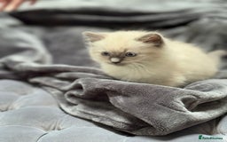 Ragdoll cats for sale: 5 beautiful blue point ragdolls - Image 2