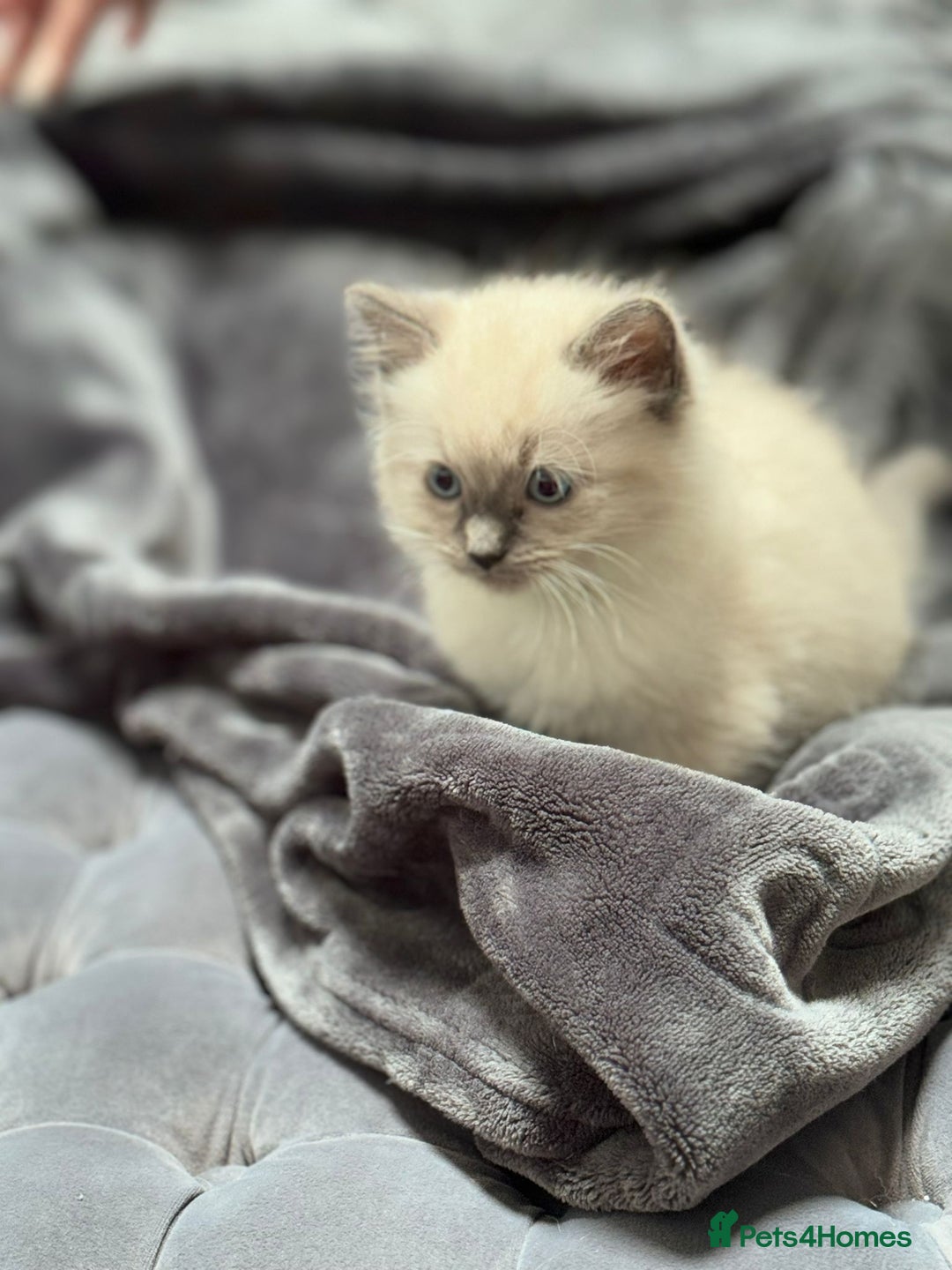 Ragdoll cats for sale: 5 beautiful blue point ragdolls - Image 2