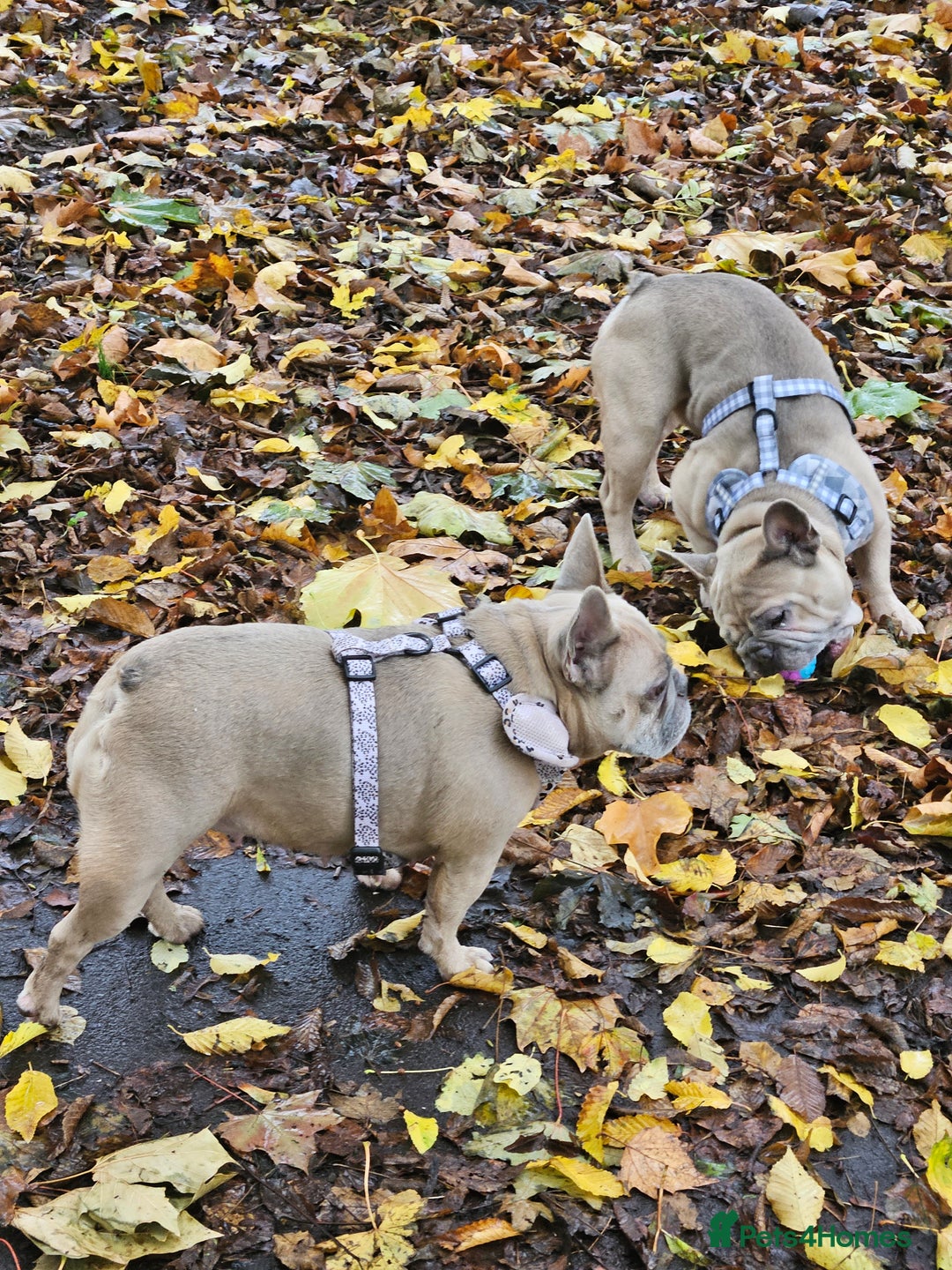 French Bulldog dogs for sale: Desperately seeking a new loving home - Advert 4