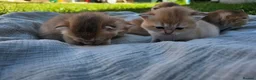 British Shorthair cats for sale: Black Golden Shaded British Shorthair Kittens TICA - Advert 16