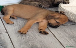 Mixed Breed dogs for sale: German shepherd x Lurcher puppies  - Image 12