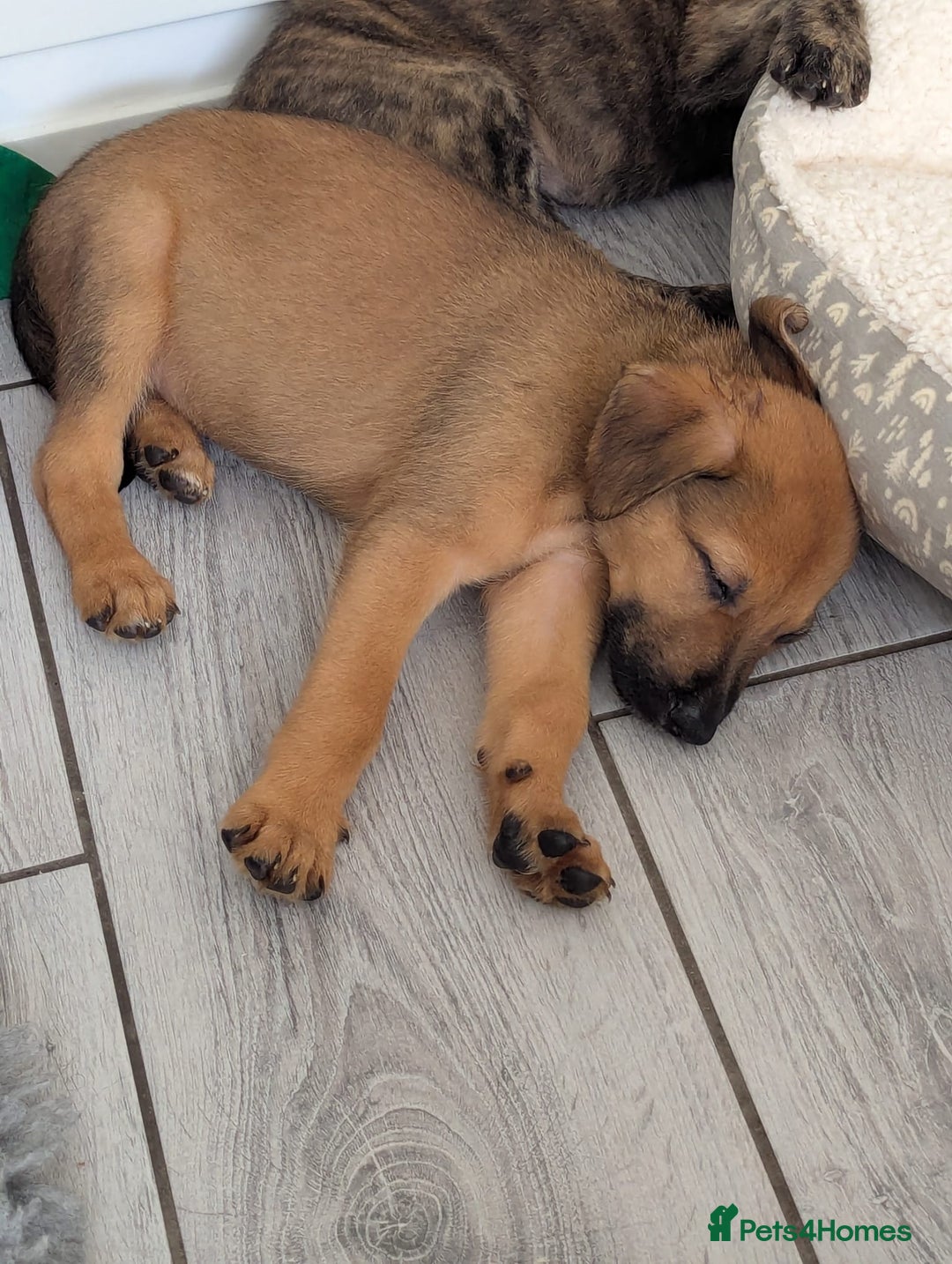 Mixed Breed dogs for sale: German shepherd x Lurcher puppies  - Image 12