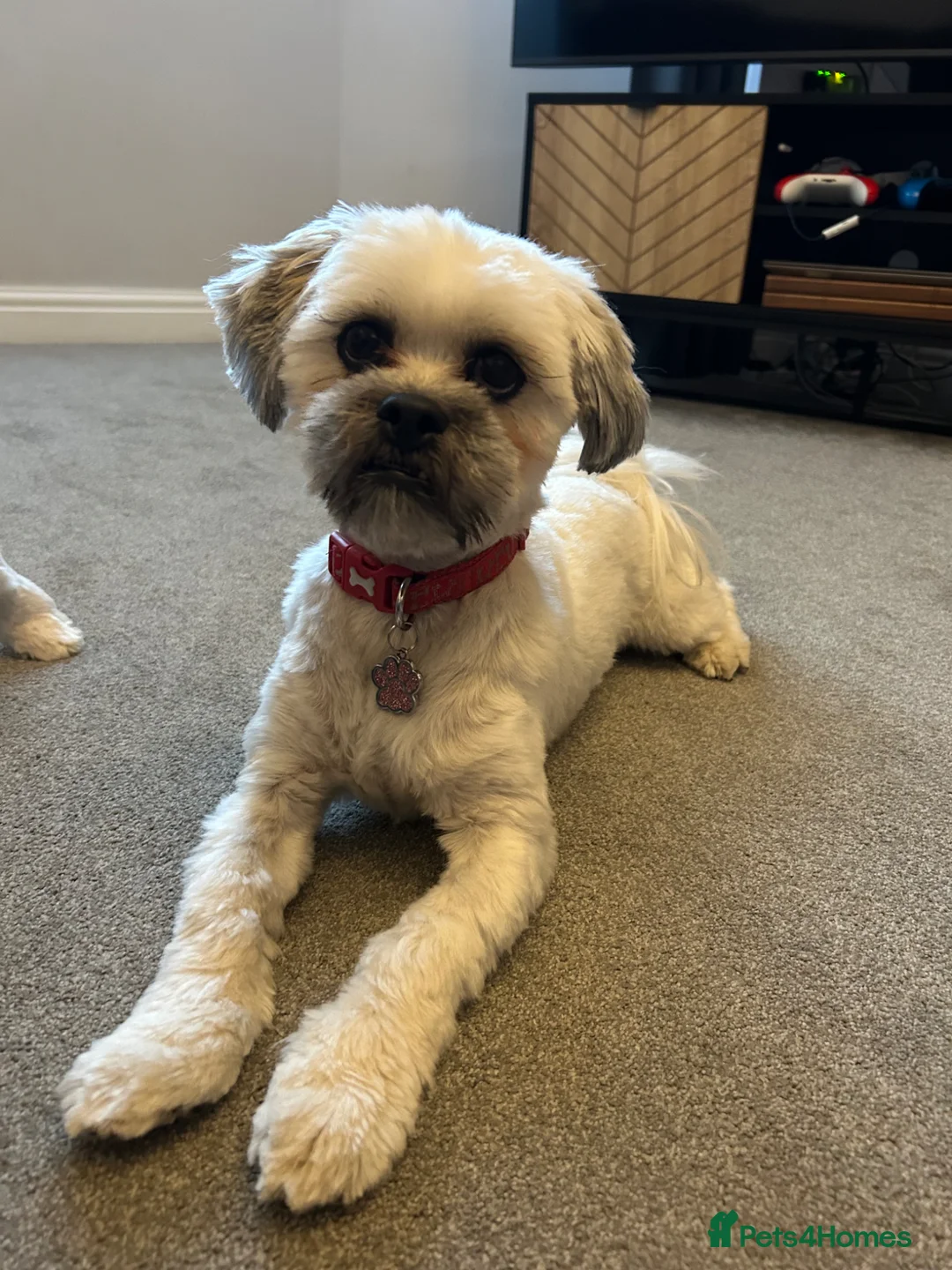 Lhasa Apso dogs for sale: 1 year old Lhasa apso - Advert 1