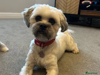 Lhasa Apso dogs 1 year old Lhasa apso - Advert 7
