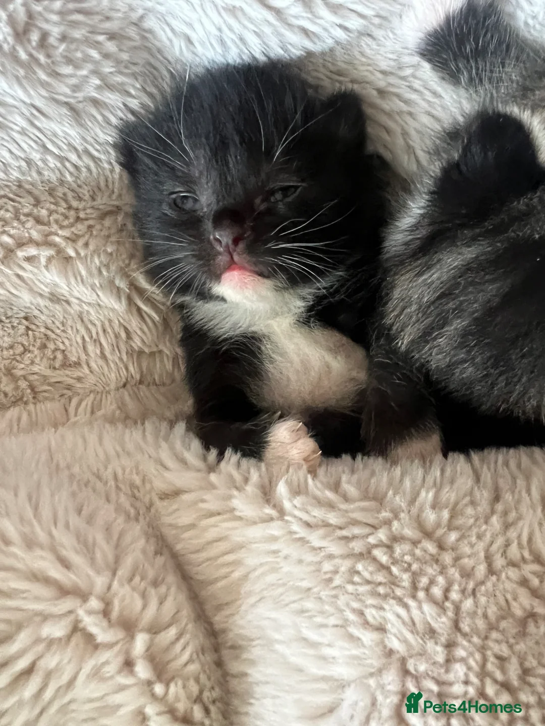 Mixed Breed cats for sale: Beautiful Kittens x3 in Littlehampton - Advert 18