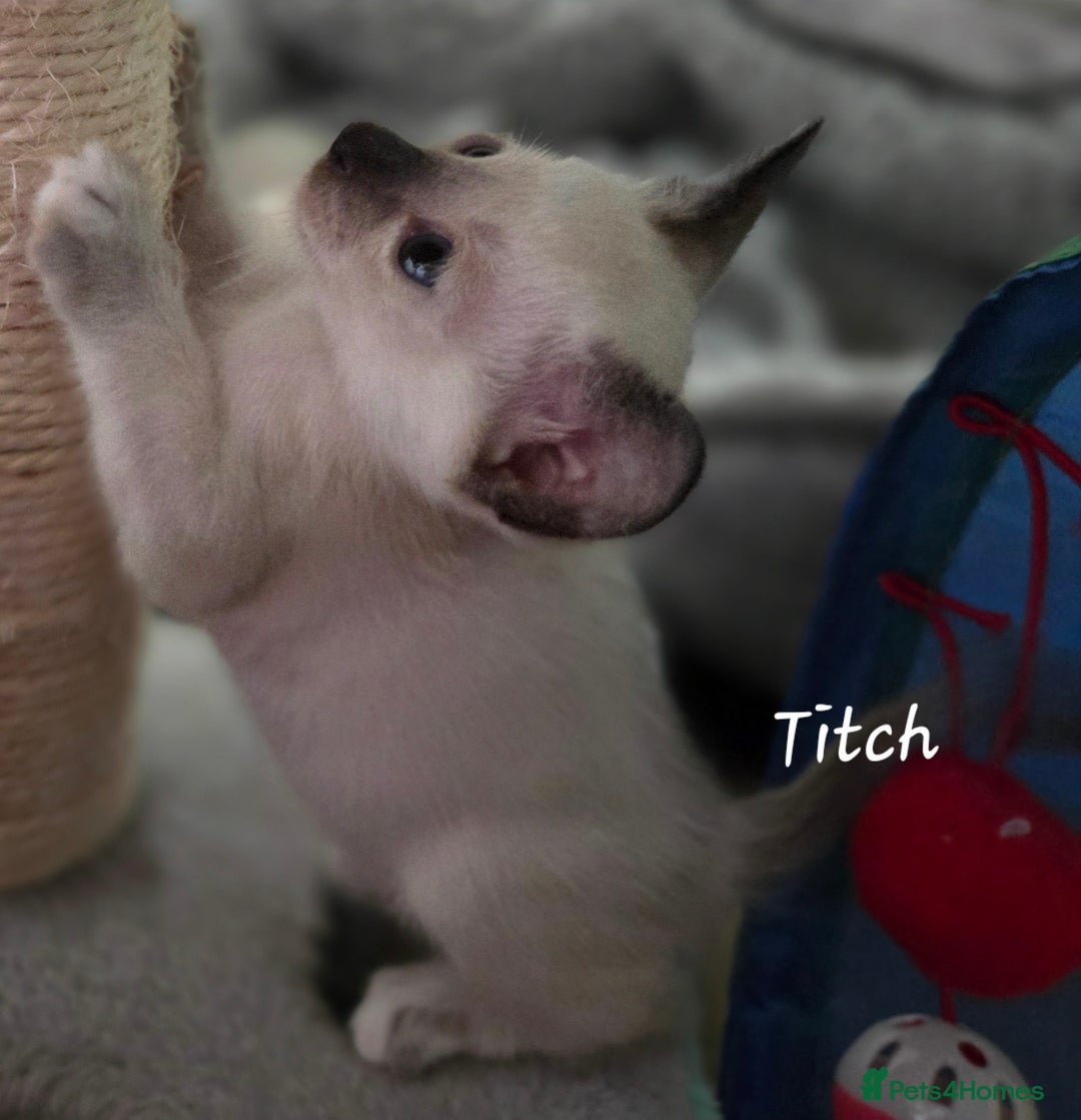 Oriental cats for sale: Beautiful GCCF registered Oriental kittens - Image 12