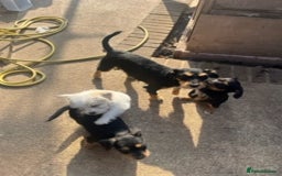 Mixed Breed dogs for sale: JACK RUSSELL/YORKIE PUPPIES - Image 4