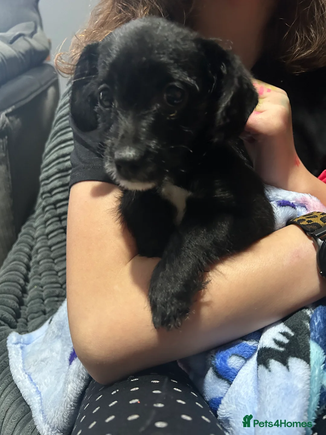 Chipoo dogs for sale: Chihuahua cross poodle puppies - Advert 2