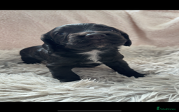 Cocker Spaniel dogs for sale: Cocker spaniel puppies - Image 7