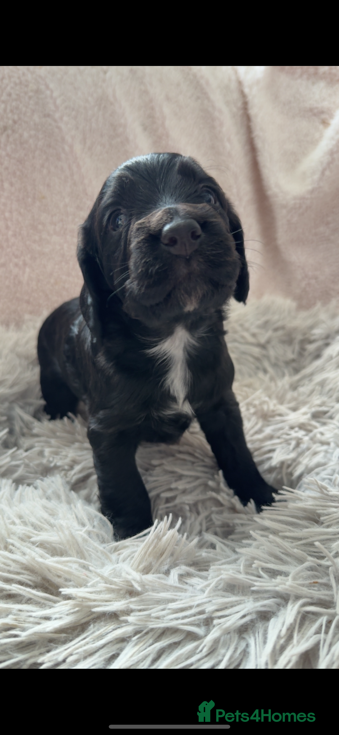 Cocker Spaniel dogs for sale: Cocker spaniel puppies - Image 7