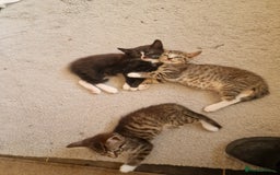 Mixed Breed cats for sale: 3 little babies looking for a forever home  - Image 2