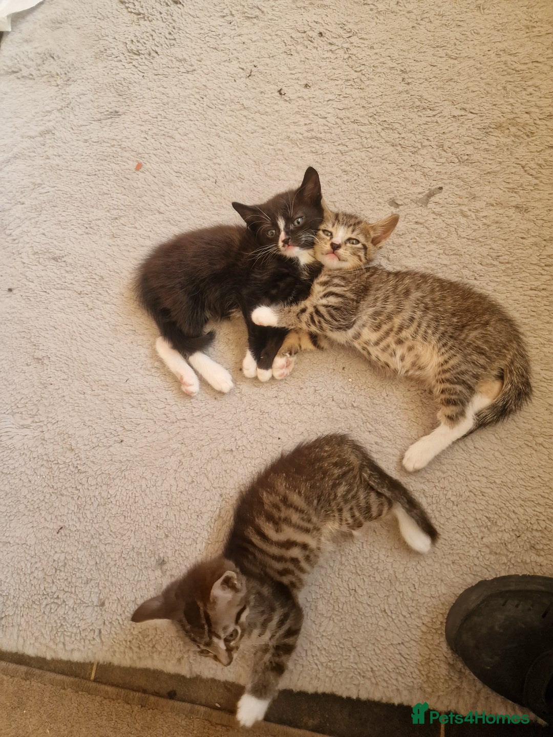 Mixed Breed cats for sale: 3 little babies looking for a forever home  - Image 2