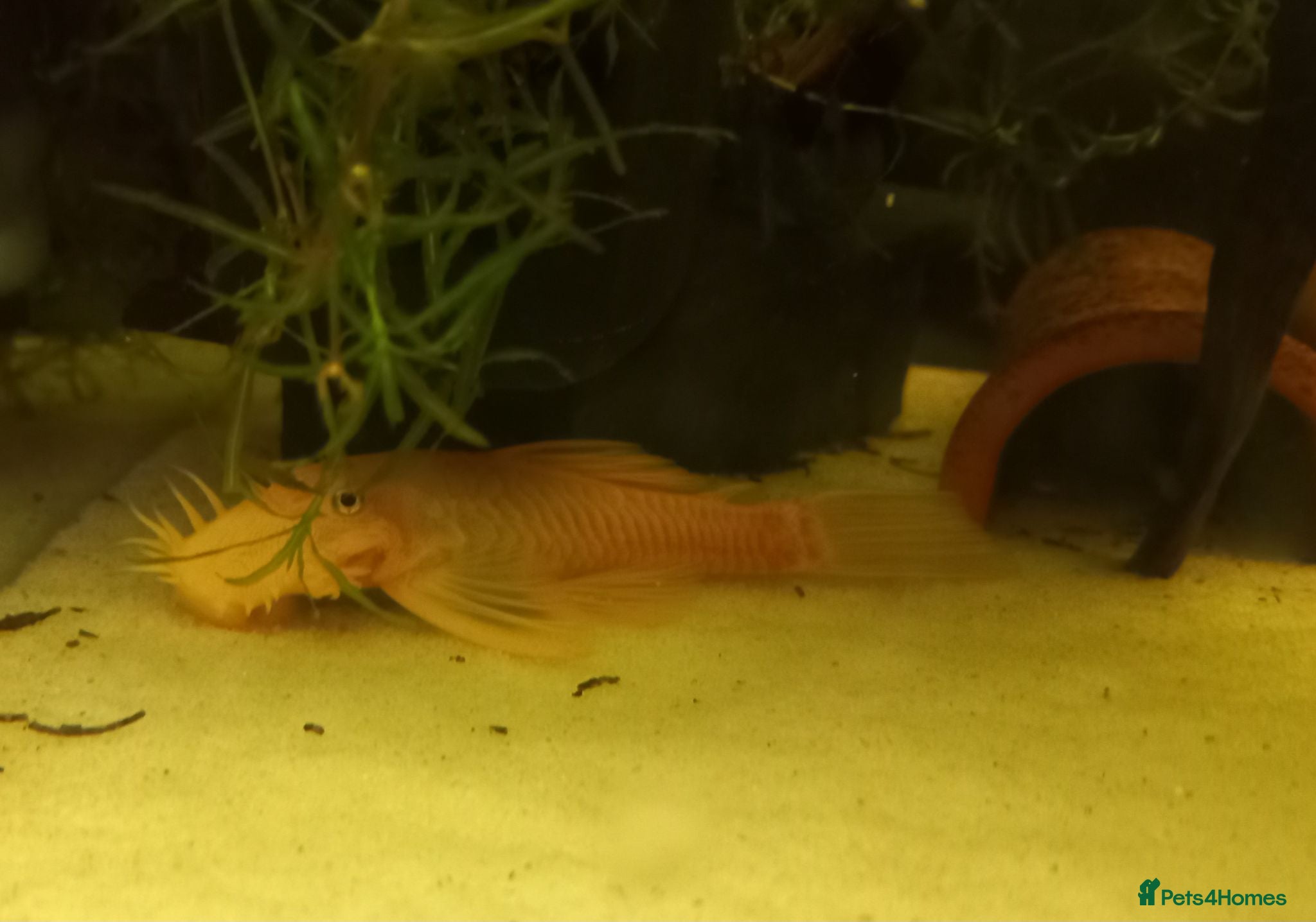 Plecos fish Breeding Bristlenose plecos and other fish - Advert 13