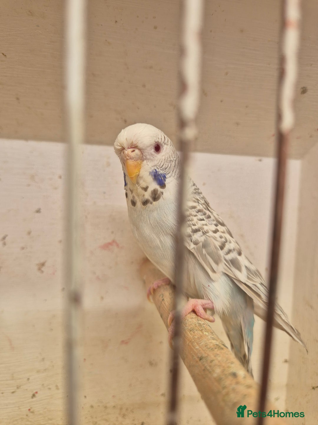 Budgerigars birds for sale: 100£ German Fallow - Image 2